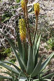 Image result for Aloe christianii