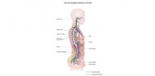 Autonomic Nervous System Trivia Quiz How Much You Know Proprofs Quiz
