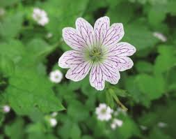 Image result for Geraniaceae