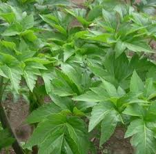 Daun jambu segar sebanyak kurang lebih 30 g, dan segenggam tepung beras digongseng sampai. 15 Manfaat Daun Ashitaba Untuk Mengobati Banyak Penyakit