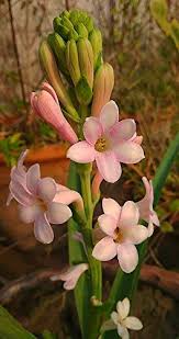 They make it quite obvious too, as they are very similar in appearance to daisies. Imported Pink Tuberose Flower Rajanigandha Pink Flower Live Plant Bulb Amazon In Garden Outdoors