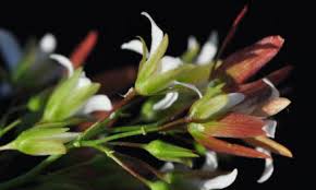 Image result for Macphersonia