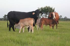 This is actually an indian breed of cattle. Brahmans And Cross Breeds Why Brahmans Are Great For F1s Moreno Ranches