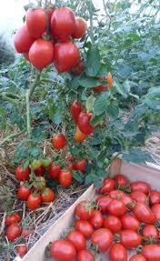 Consoude Culture Recolte Purin Paillage Compost Culture Tomate Jardinage Potager Jardin Potager