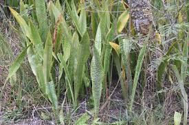 Image result for Sansevieria hyacinthoides
