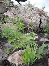 Image result for Radinosiphon leptostachya