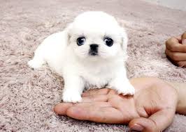 Black And White Pekingese Puppies For Sale Kuwait Teacup Pekingese Puppies For Adoption Baby Animal Videos Animal Humor Dog Cute Baby Animals