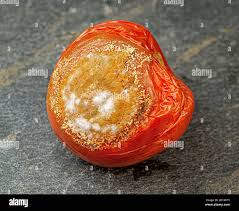 Image result for Colletoecema