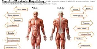 Torso muscle diagram worksheet name some opioids that are made by the body and describe what they do use an online resource such as pubchem to find diagrams of the molecular structures of many opioids there s concern that these harmful nanoparticles may be released or leach into other. Muscles Of The Body Worksheets Teaching Resources Tpt