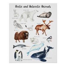 Arctic Animals Education Learning Classroom Poster Zazzle Com Arctic Animals Classroom Posters Animal Education