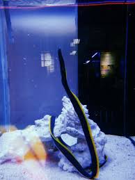 Karena pantai teluk kemang menjadi pantai terbesar di dataran port dickson. Gaya Travel Magazine On Twitter Pusat Ikan Hiasan Teluk Kemang Hosts Great Exhibits Of Fishes Turtles And Colourful Corals Teghojahn9 Travel2n9 Visitnegerisembilan Pesonaseremban Coloursofnegerisembilan Lpns Gayatravel Travelnomatterwhat