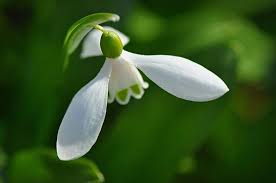 A hóvirág latin neve galanthus nivalis, jelentése hófehér tejvirág. Kedvencunk A Hovirag A Tavasz Hirnoke Viragagyasok Diszkert