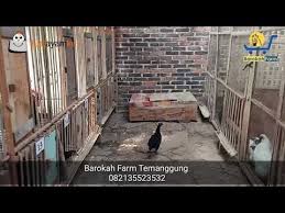 Wajib Ditiru Kandang Ayam Sederhana Murah Rapi Tapi Tetap Elegan Youtube Ayam Sederhana Kandang