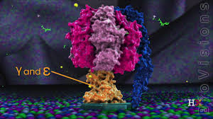 Find out information about atp synthase. Atp Synthase In Action Youtube