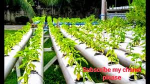 Successful Hydroponics Agriculture In Punjab India Youtube Great for both the environment and the grown product, hydroponic gardening virtually eliminates the need.