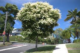 Maybe you would like to learn more about one of these? One Of The Best Street Trees Buckinghamia Celsissima Steemit