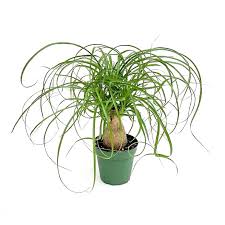 Image result for Beaucarnea