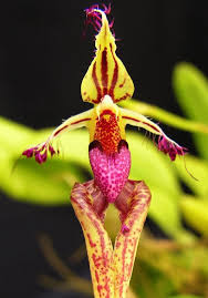 Bulbophyllum Ornatissimum Synonym Bulbophyllum Putidum Strange Flowers Beautiful Orchids Amazing Flowers