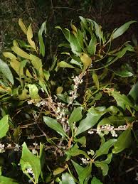 Image result for Myrica salicifolia