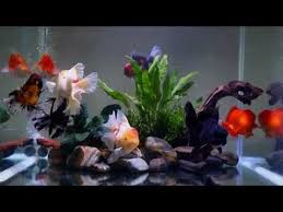 Goldfish Kingdom Goldfish Tank Youtube In 2020 Goldfish Tank Fish Aquarium Decorations Goldfish