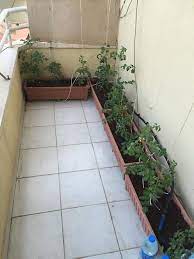 Saksıda yetiştirilebilen sebzeler hakkında balkon çiftçisi tarafından yazılan gönderiler. Evde Saksida Sebze Yetistirmek Isteyenler Toplanin