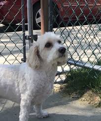 Bronx County Animal Hospital, 988 Morris Park Ave, #B, Bronx, NY 10462, US 