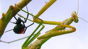 They took the time to provide good explanations and help us figure out the best way to resolve our problem. Praying Mantises Using Praying Mantids For Pest Control Pest Wiki