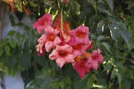 Annual flowering vines for pots. Container Grown Trumpet Vine Plants How To Grow Trumpet Vine In A Container