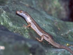 Image result for Erythrococca atrovirens