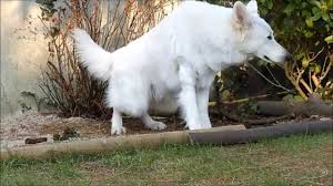 Harnais souple respirant réfléchissant + laisse pour chien chiot chat neuf fr. Toilettes Pour Chiens Youtube