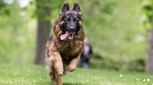 Image result for german shepherd dog