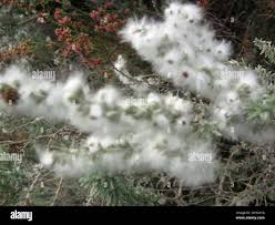 Image result for Eriocephalus racemosus