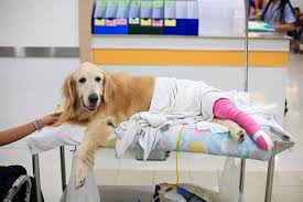 Check spelling or type a new query. What To Do When You Can T Afford Healthcare For Your Dog