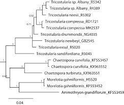 Image result for Asterochaete angustissima