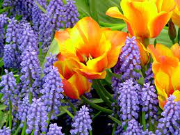 Maybe you would like to learn more about one of these? Dutch Flower Paradise Open For Season Spangdahlem Air Base Display