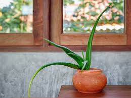 It helps in sealing the moisture in your scalp. Aloe Vera Hair Mask Benefits Diy Recipes And How To Use