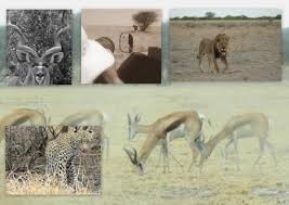 Central Kalahari Game Reserve Album Meno A Kwena Game Reserve African Wildlife Wildlife Safari
