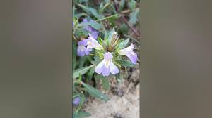 Image result for Hygrophila schulli