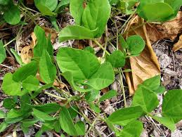 Image result for Vigna oblongifolia