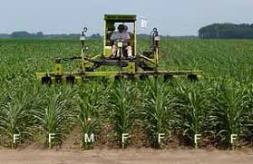 The Sharp Edge: Detasseling For Seed Production With Joe Debrouwer –  Realagriculture