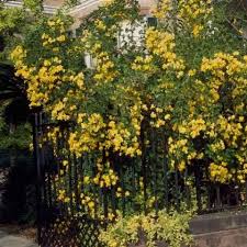 Image result for Senna bicapsularis