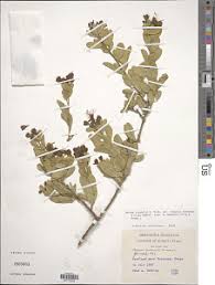 Image result for Maerua triphylla