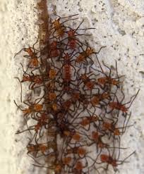 They put off a bad smell and often fly away and return to lay eggs by somehow piercing the pomegranate which will. Leaf Footed Bug Hatchlings What S That Bug