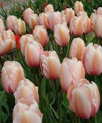 Tulip Salmon Impression Salmon Impression Is A Warm Suffuse Blend Of Salmon Apricot And Pink With Pale Marble Pin Types Of Tulips Bulb Flowers Tulips Flowers