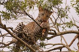 Leopard tours zanzibar booking unavailable on tripadvisor. Leopard Panthera Pardus Great Cats Of The World