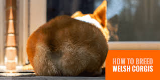 Review how much cardigan welsh corgi puppies for sale sell for below. How To Breed Welsh Corgis Best Practices In Corgi Breeding