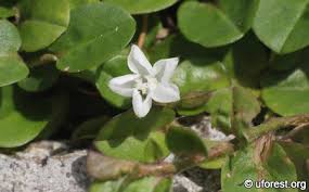 Image result for Evolvulus nummularius