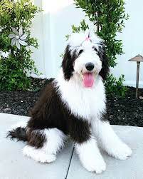 Sheepadoodle Pup Sheepadoodle Dog Breeds Doodle Dog