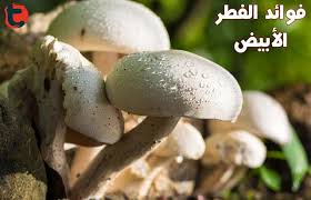 الحلقة 2حشمت في البيت الابيض. Ø§Ù„ÙØ·Ø± Ø§Ù„Ø£Ø¨ÙŠØ¶ Ø§Ù„Ù‚ÙŠÙ…Ø© Ø§Ù„ØºØ°Ø§Ø¦ÙŠØ© Ø§Ù„ÙÙˆØ§Ø¦Ø¯ ÙˆØ§Ù„Ø§Ø³ØªØ®Ø¯Ø§Ù…Ø§Øª ØªÙˆØ¹ÙŠØ©