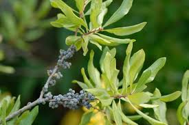 Image result for Myrica salicifolia
